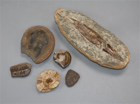 A group of fossils including a fish, ammonites, trilobites, etc. Largest 23cm